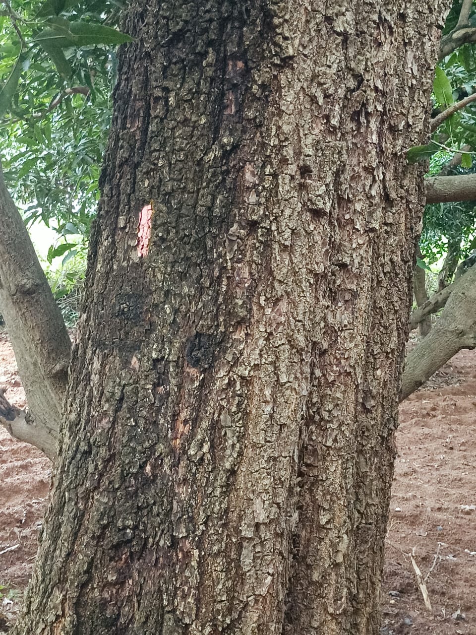 Project image 6